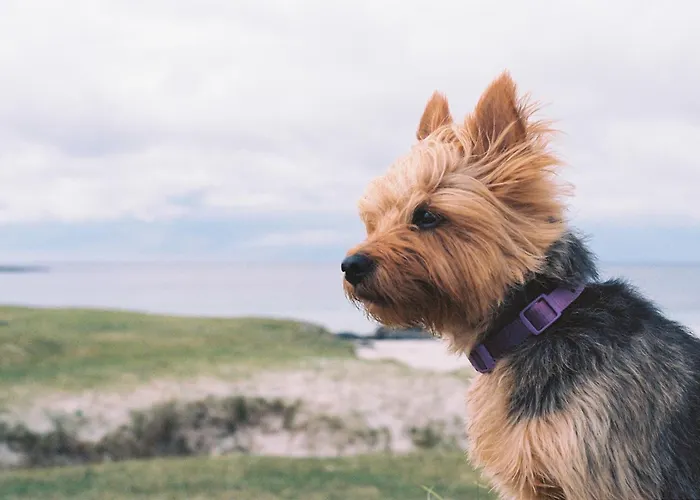 Melleray Heights Cappoquin